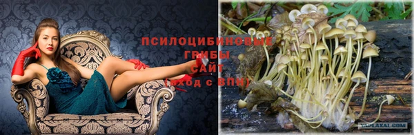 прущие грибы Кукмор