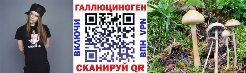 Галлюциногенные грибы Cubensis  купить  цена  кракен   Новая Ладога 